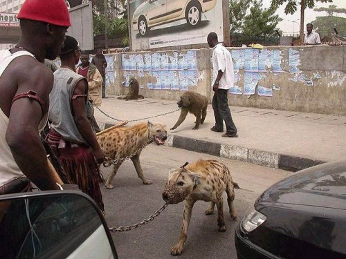 hyena a lide Nigeria_1