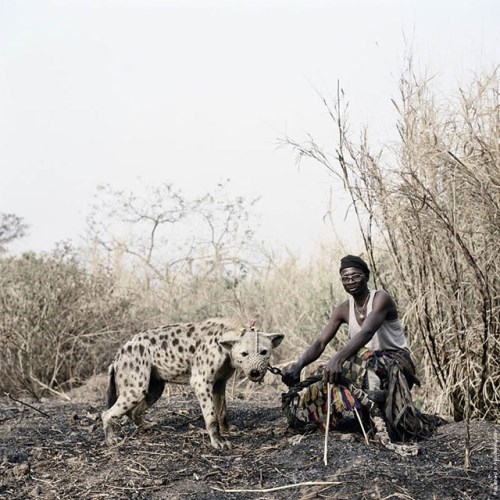 hyena a lide Nigeria_7