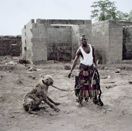 hyena a lide Nigeria_8