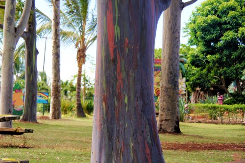 Duhové eukalyptové stromy (500 x 333)