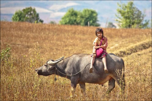 Dívka, která jezdí na býkovi každý den do školy, Myanmar (500 x 334)