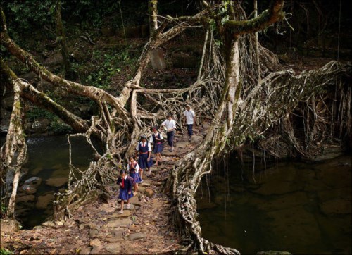 Děti cestují lesem přes most, který je tvořen z větší části z kořenu stromů, Indie (500 x 362)