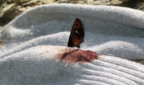 O motýlech je známo, že mají rádi lidskou krev