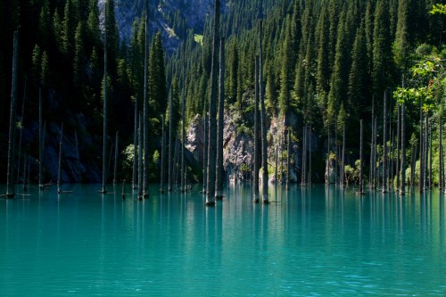 Podvodní les Jezero Kaindy v Kazachstánu (500 x 333)