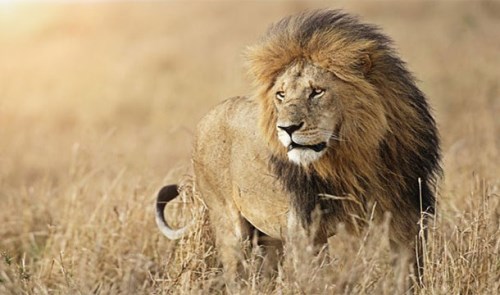 Pokud se lev přidruží k nové lvici, zabije jí všechny mláďata