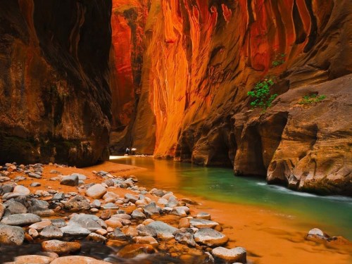 The Bottom of Zion Canyon, Utah