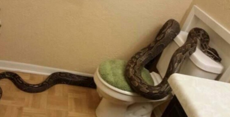had v záchodě (750 x 384)