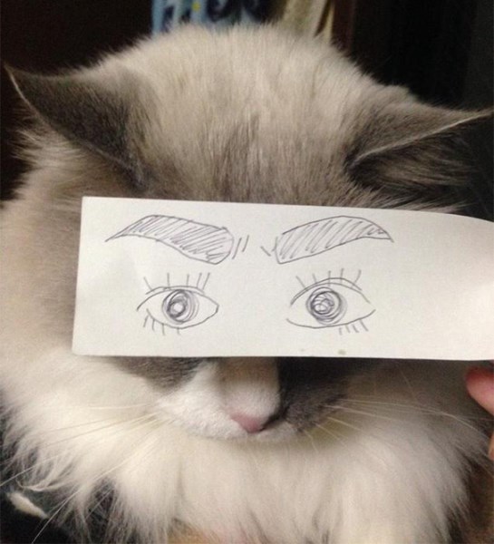 kočky_s_kreslenýma očima_10