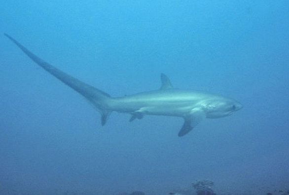 Žralok líščí  Petter Lindgren via Wikimedia