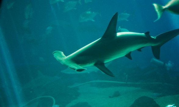 Žralok kladivohlavý  Foto: Pe Tor