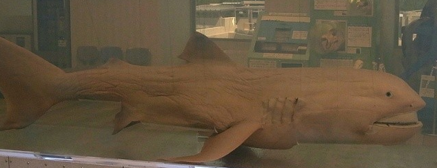 Žralok velkoústý  Foto: OpenCage Wikimedia