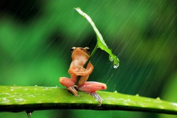 Žáby používají listí jako deštník_1