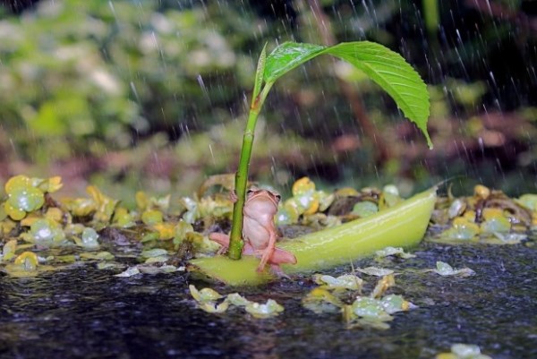 Žáby používají listí jako deštník_3