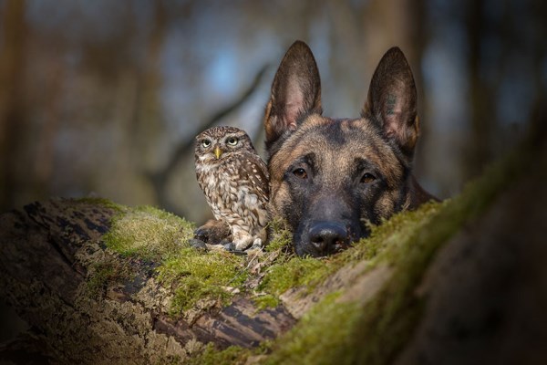 Přátelství mezi sovou a psem
