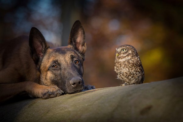 Přátelství mezi sovou a psem_10