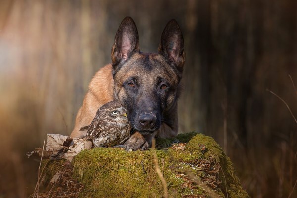 Přátelství mezi sovou a psem_12