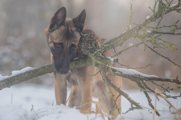 Přátelství mezi sovou a psem_4