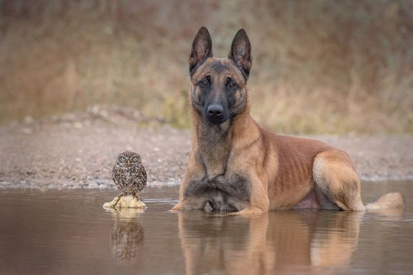 Přátelství mezi sovou a psem_6