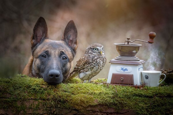 Přátelství mezi sovou a psem_7