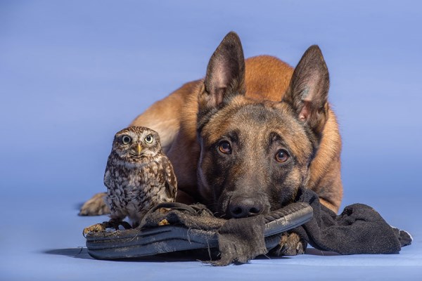 Přátelství mezi sovou a psem_9