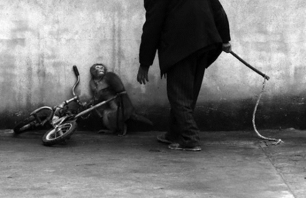 “Tréning opice do cirkusu” – Yongzhi Chu (600 x 389)