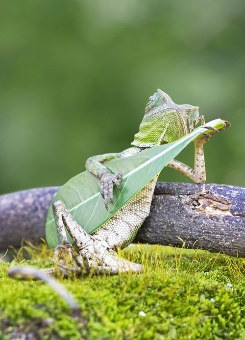 ještěrka, která vypadá, jako by hrála na kytaru! (500 x 693)