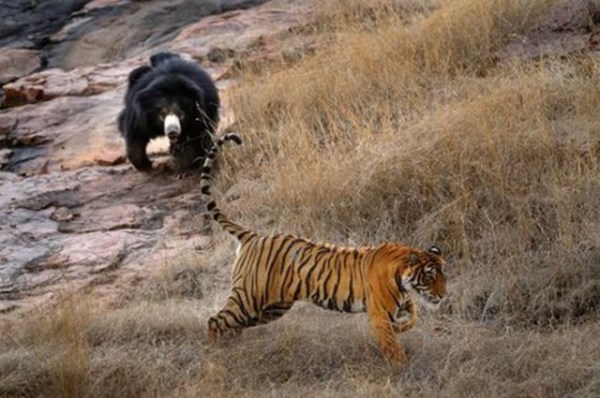 medved vs tygr_10