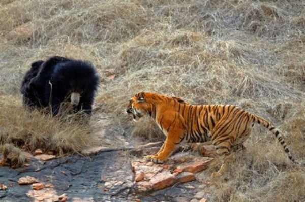 medved vs tygr_3