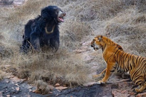 medved vs tygr_4