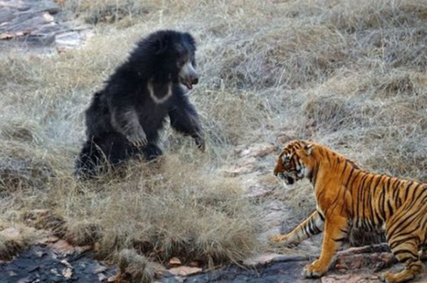 medved vs tygr_5