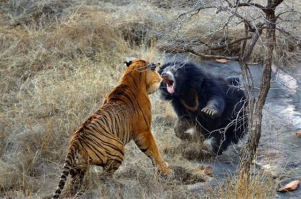 medved vs tygr_7
