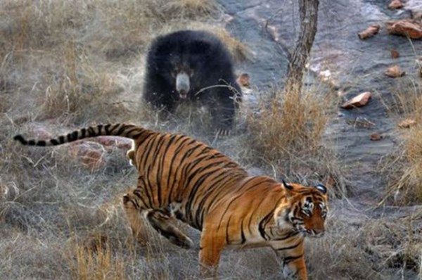 medved vs tygr_8