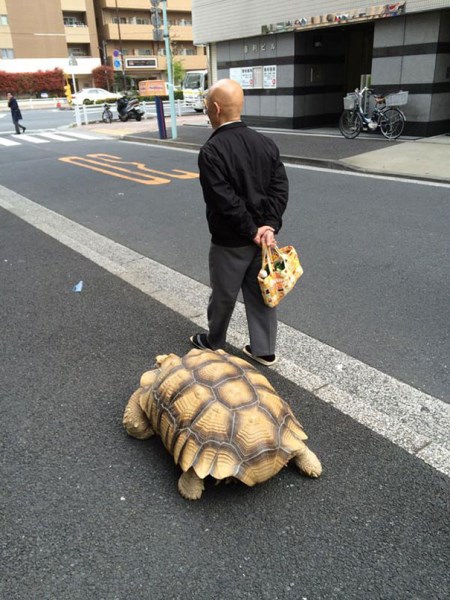 želva v ulicích Tokia