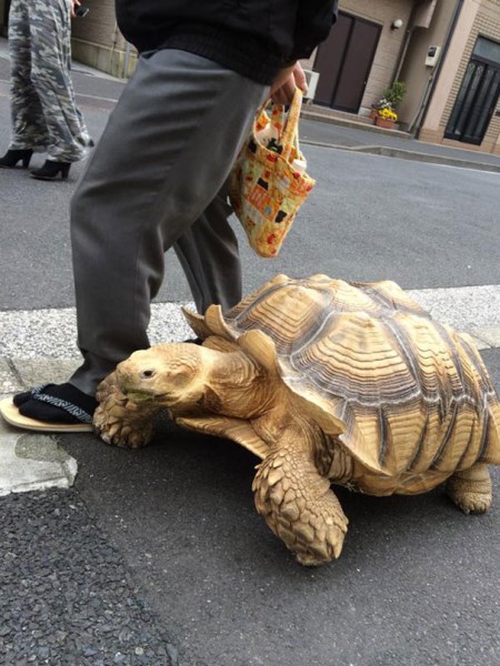želva v ulicích Tokia_2
