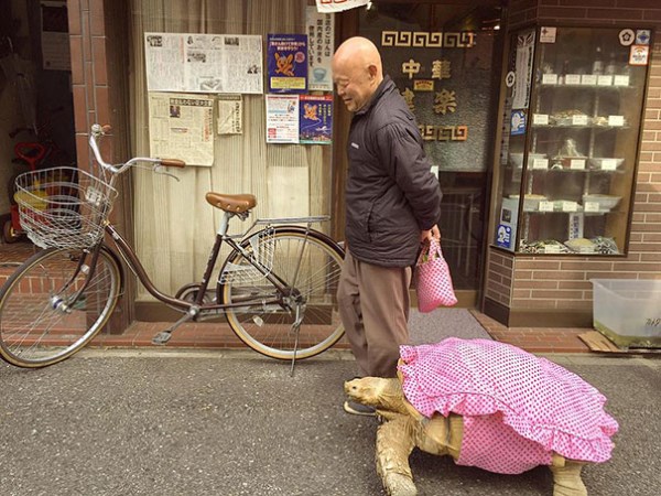 želva v ulicích Tokia_3