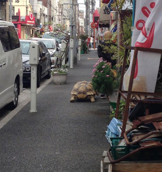 želva v ulicích Tokia_4