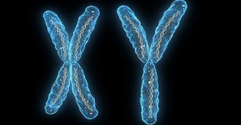 chromozomy