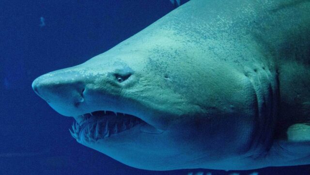 Žralok zabil devětapadesátiletého australského turistu. fotografie. PAP/DPA/Stefan Sauer